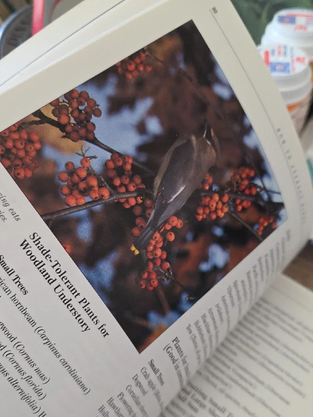 Blue Bird Care Guide - How to Attract Birds